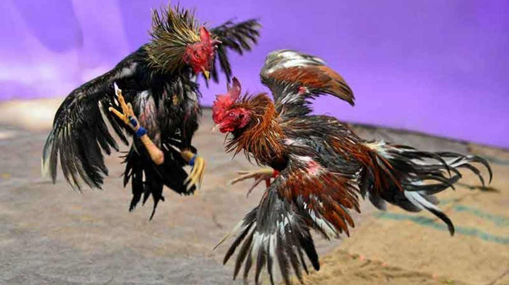 Đá Gà Cựa Dao